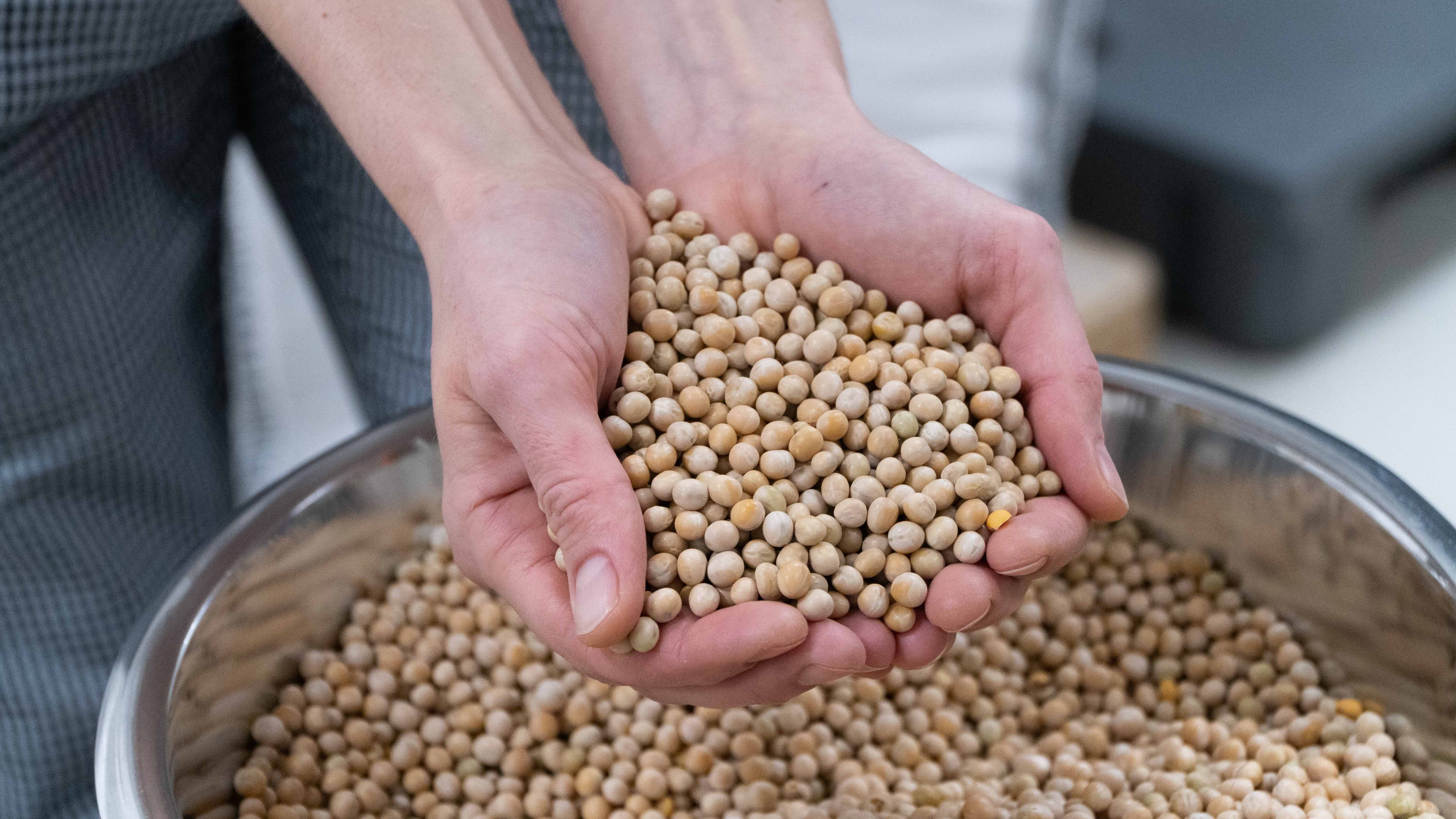 gulärtor i skålform a händer