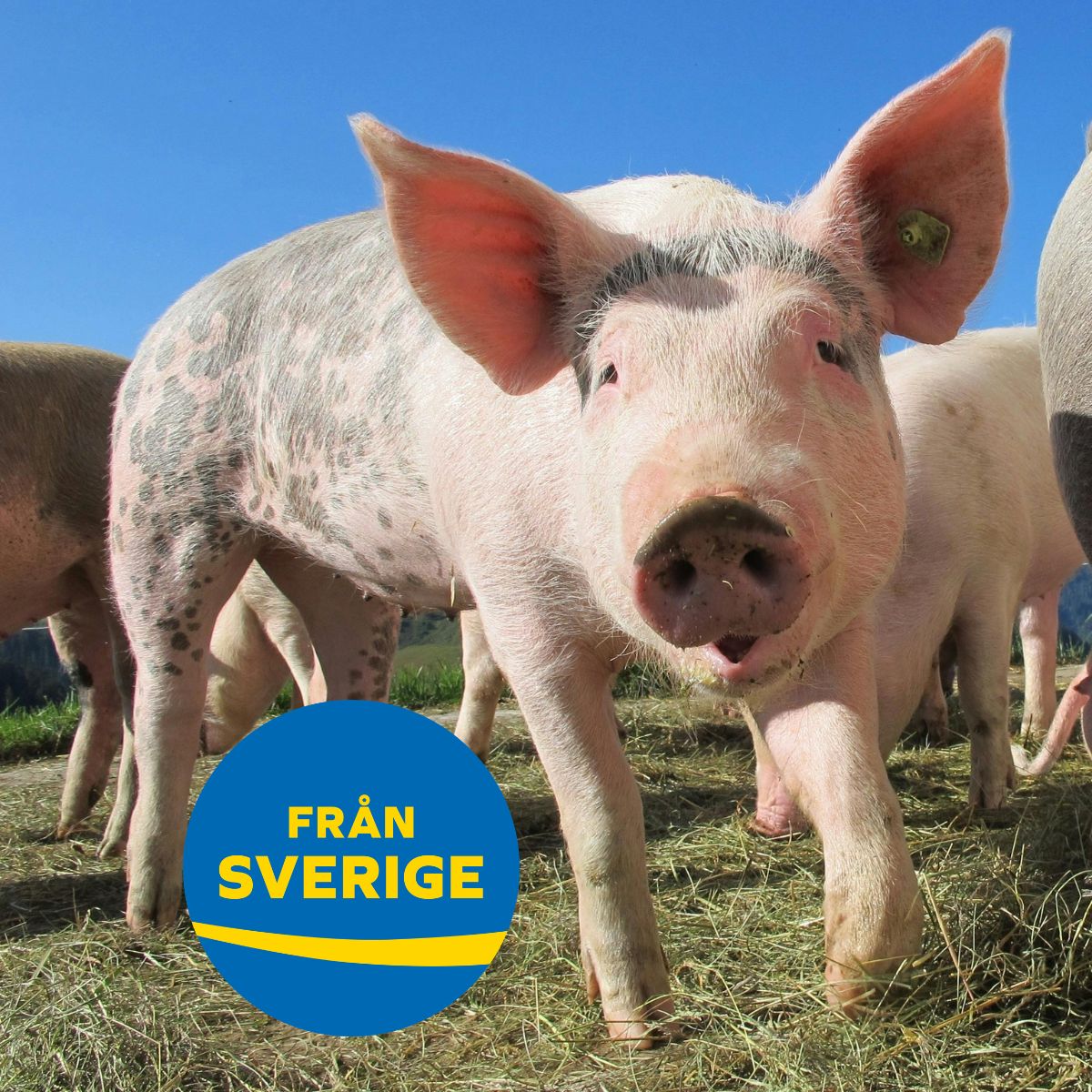 Från Sverige logo med nyfiken gris