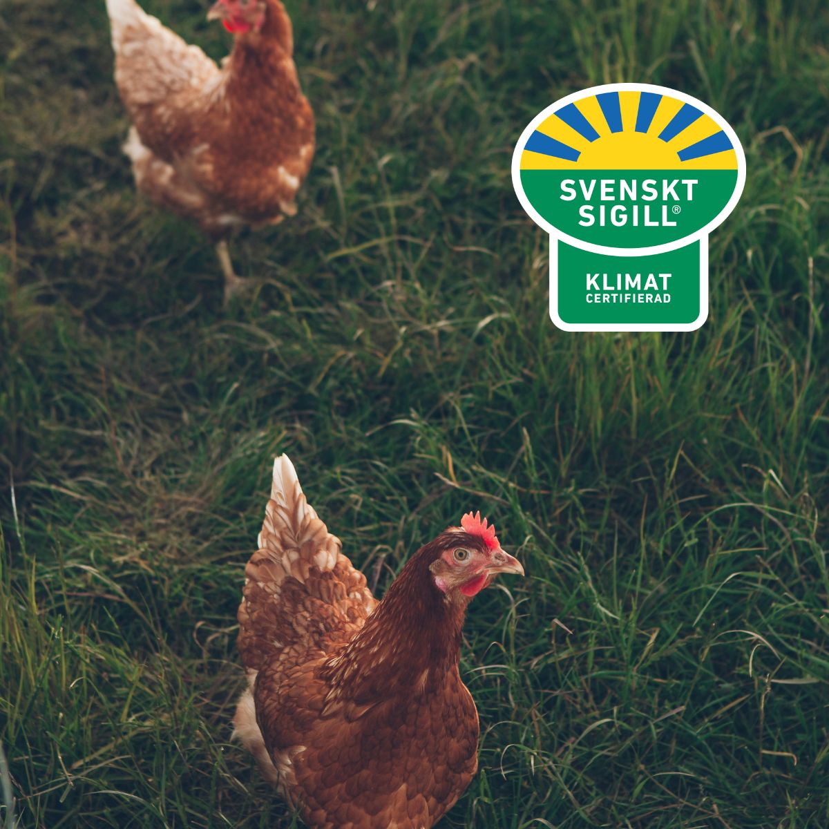 Hönorna på vandring och logo av Svenskt Sigill Klimatcertifierad