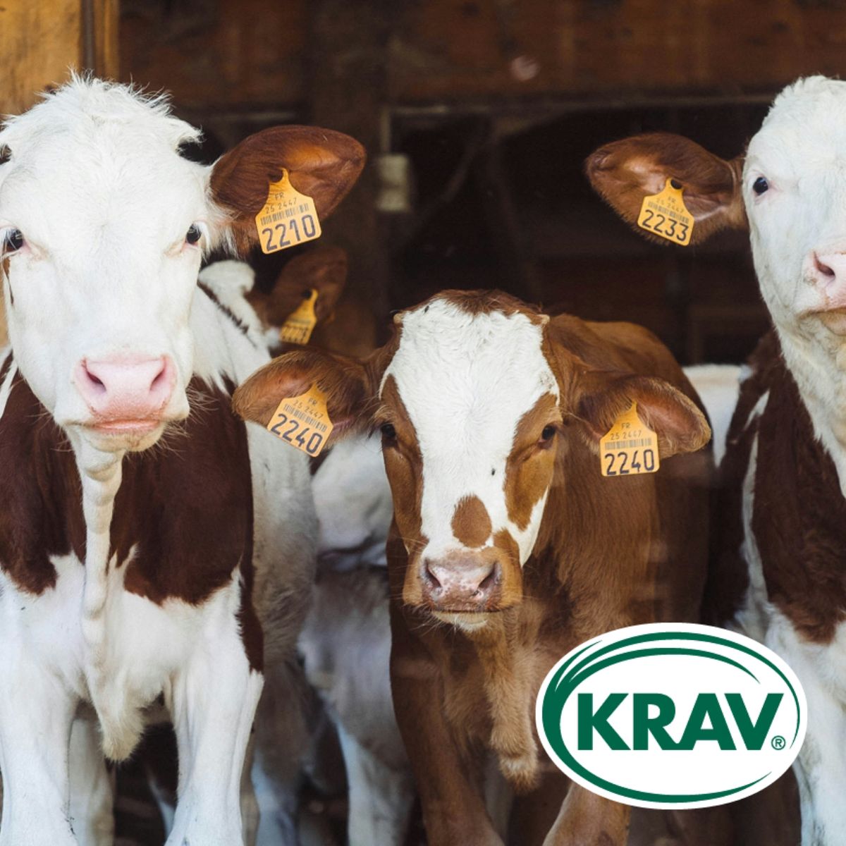 Vänliga kossarna och KRAV logo