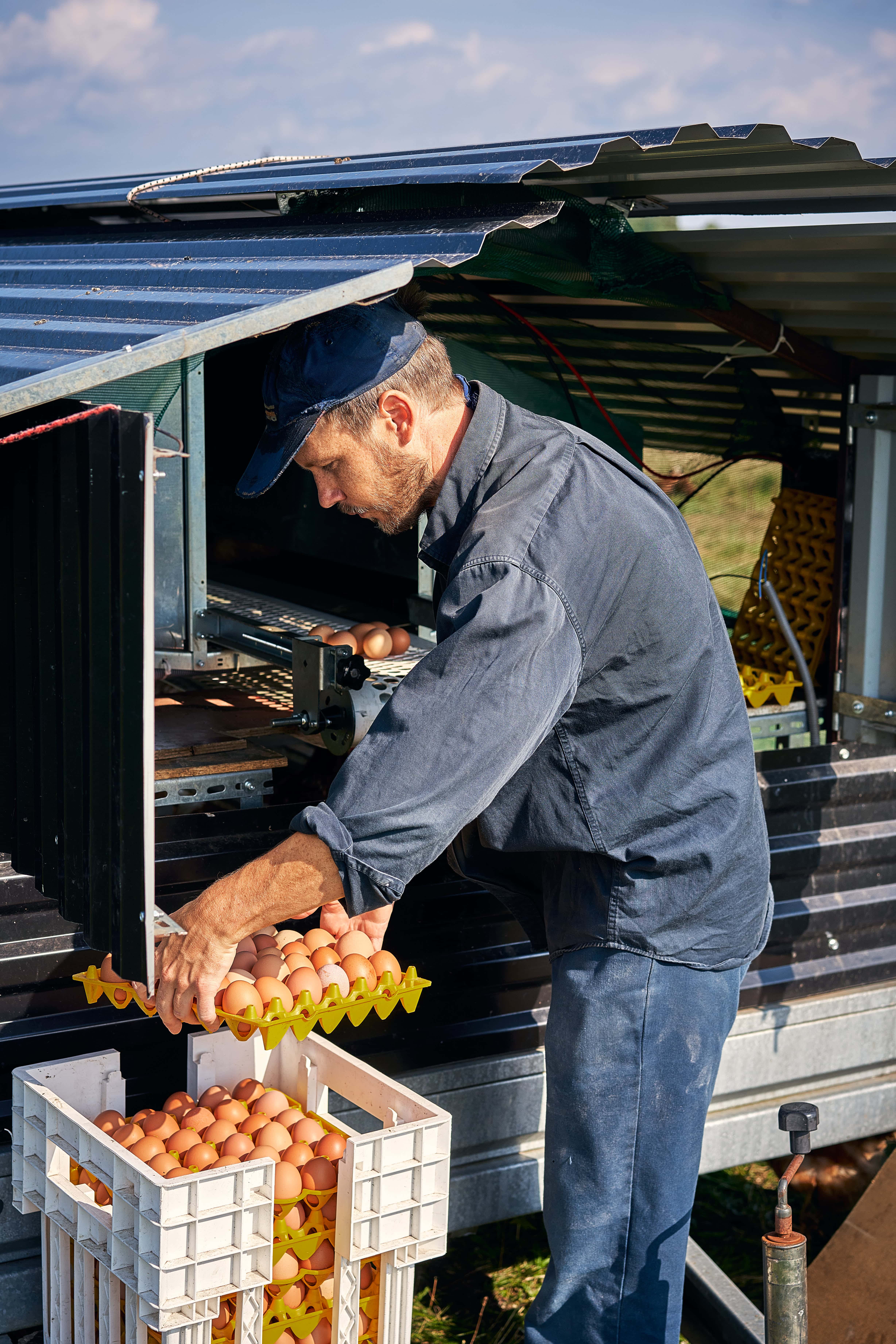 varva ägg packar ett flak med ägg i solen