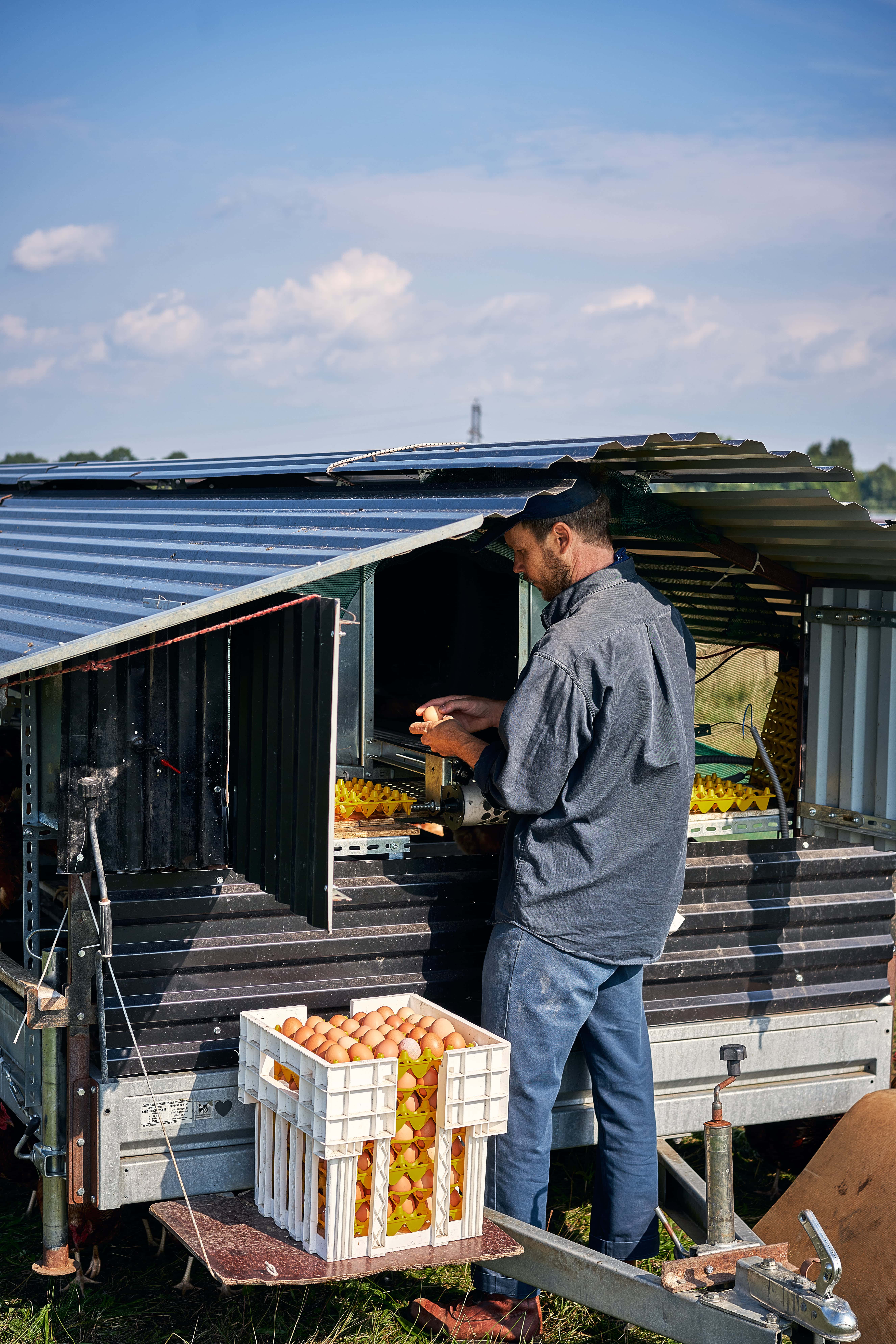 Frigående hönsbonde, Varva ägg, man som knäcker ägg mot varandra 