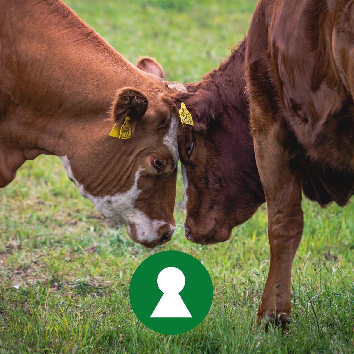 Nyckelmärkning logo och kosarna